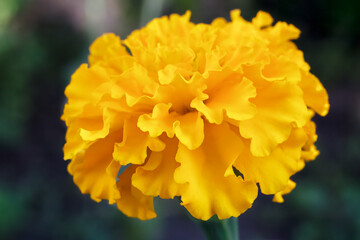 Tagetes with blurred leaves in the background.