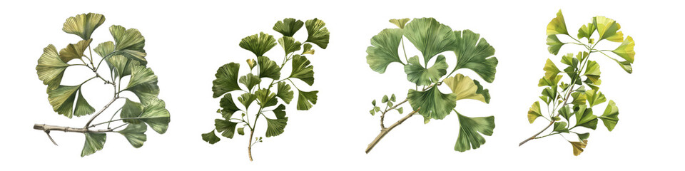 Set of Ginkgo Biloba old botanical illustrations, isolated on transparent background