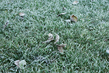 Grass in the garden covered with frost after a night cold snap.