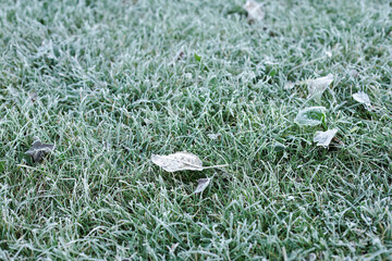 Grass in the garden covered with frost after a night cold snap.