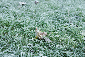Grass in the garden covered with frost after a night cold snap.