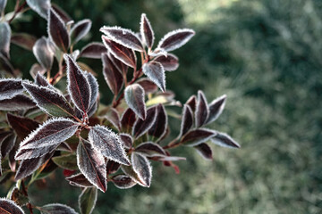 Frosted Leaves in Nature. Close up.