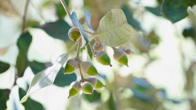 Acorn close-up on tree branch.
