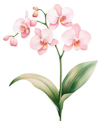 Obraz premium Delicate pink orchids with lush green leaves showcasing elegance in floral design isolated on transparent background.
