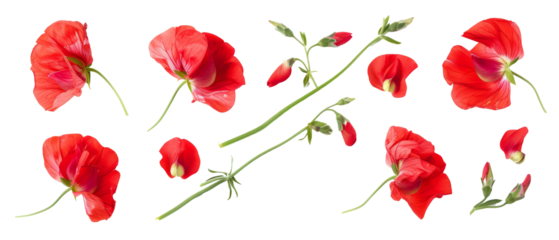 Set of isolated collecti sweet pea on transparent background. cut elements, cut out. Top view high quality PNG." design elements, top view / flat lay.

