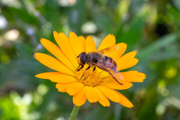 Marigold flower with a bee on the summer background.