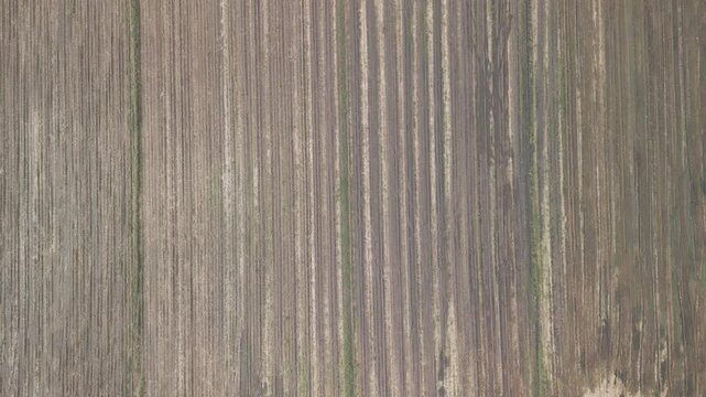 drone su rovine Heraion o tempio di Hera Argiva alla foce del Sele, campania, italia
