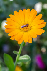 Marigold flower in sunlight with summer background.