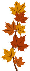 Autumn Maple Leaf