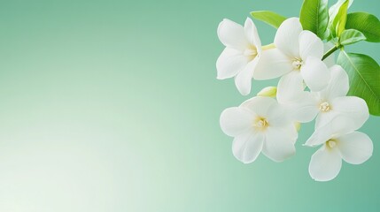 Fototapeta premium A delicate cluster of white gardenia flowers with lush green leaves, set against a soft mint green background.