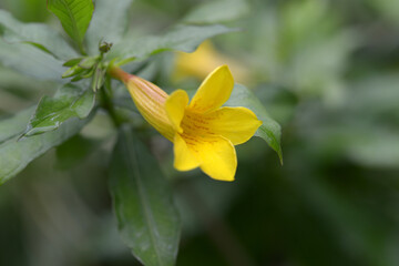 ヒメアリアケガラス