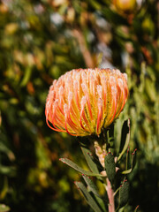 Pincushion protea flower