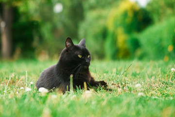 Black cat lounging in garden with green background