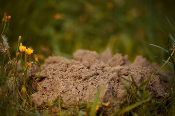 Dirt mound in grassy field