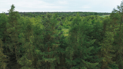 trees in the woods aerial view from the side
