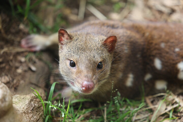 Close up image of a Tiger Quoll. Australian marsupial.