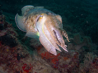 Broadclub cuttlefish (Sepia latimanus)