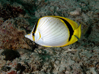 Yellow-dotted Butterflyfish (Chaetodon selene)