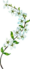 White pear blossom flower, watercolor painting hand-drawn illustration