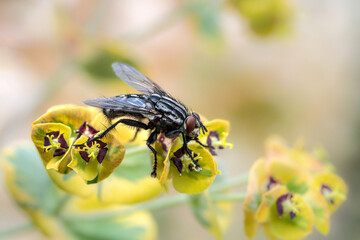 Macro of a fly on a blossom