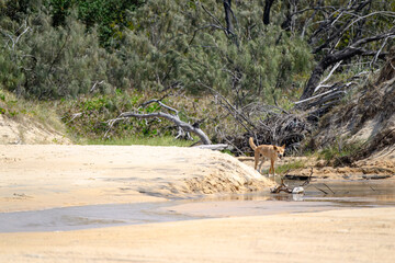 Dingo on beach creek bed, K'gari Fraser Island, Australia, native wild dog, tourist tourism travel...
