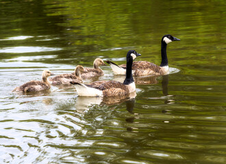 Canada goose family swimming in a lake