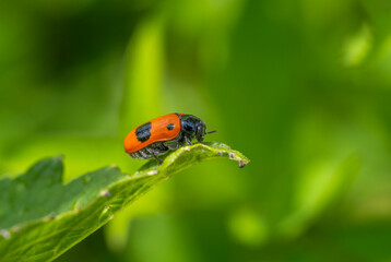 Ladybug crawling on a green leaf