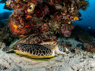 Schlafende Gr&uuml;ne Schildkr&ouml;te