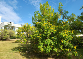 A blooming yellow trumpetbush, yellow bells, yellow elder (Tecoma stans) in a city park in Mediterrenean basin in autumn
