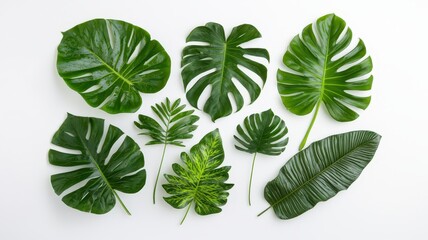 A vibrant collection of various green leaves arranged artfully on a white background, showcasing their unique shapes and textures.