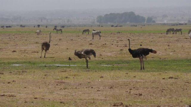 ostrich in the masai mara