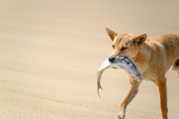 Dingo taking stealing fish, K'gari Fraser Island, fisherman catch food hungry scavenger, beach...