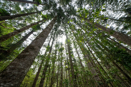 Kauri pine trees, central station, K'gari Fraser Island, Australia, wide angle looking up, tall forest forestry plantation, staghorn ferns on trunks - Powered by Adobe