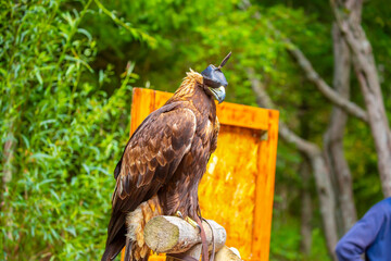 Close-up of a golden eagle wearing a cap covering its eyes. An eagle sits on a perch against a backdrop of green mountains. A bird of prey hunts for its prey. Falconry. National tradition of Asia.