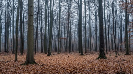 Fototapeta premium A misty forest with tall trees and fallen leaves on the ground.
