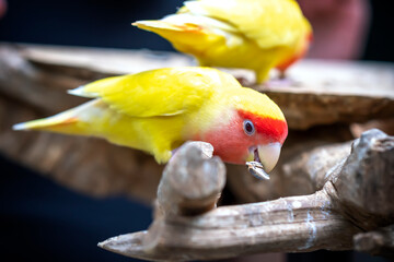 Handsome Young happy male Cute lovebird parrot, pet african parrot, caring for animals. Funny parrots. Home pet parrot. The best birds. Beautiful photo of a bird. Ornithology © huythoai
