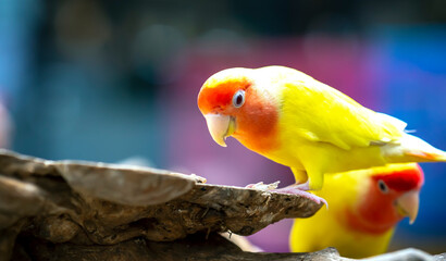 Handsome Young happy male Cute lovebird parrot, pet african parrot, caring for animals. Funny parrots. Home pet parrot. The best birds. Beautiful photo of a bird. Ornithology