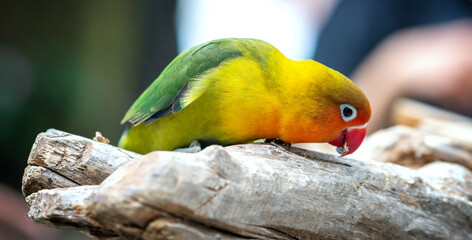 Handsome Young happy male Cute lovebird parrot, pet african parrot, caring for animals. Funny parrots. Home pet parrot. The best birds. Beautiful photo of a bird. Ornithology