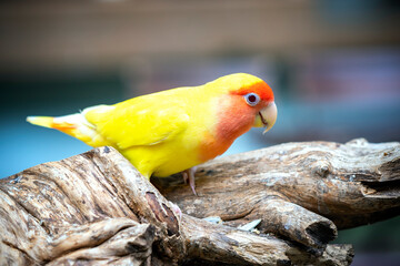 Handsome Young happy male Cute lovebird parrot, pet african parrot, caring for animals. Funny parrots. Home pet parrot. The best birds. Beautiful photo of a bird. Ornithology