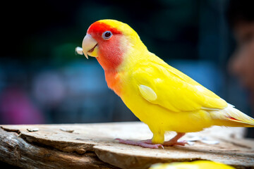 Handsome Young happy male Cute lovebird parrot, pet african parrot, caring for animals. Funny parrots. Home pet parrot. The best birds. Beautiful photo of a bird. Ornithology © huythoai