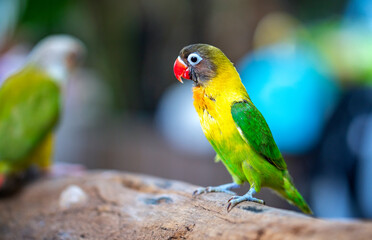 Handsome Young happy male Cute lovebird parrot, pet african parrot, caring for animals. Funny parrots. Home pet parrot. The best birds. Beautiful photo of a bird. Ornithology