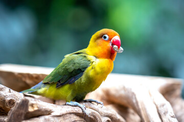 Handsome Young happy male Cute lovebird parrot, pet african parrot, caring for animals. Funny parrots. Home pet parrot. The best birds. Beautiful photo of a bird. Ornithology