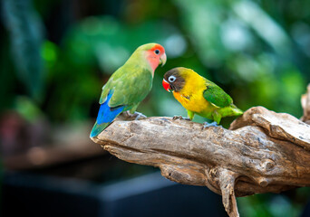 Two lovebird (Agapornis roseicollis) also known as rosy collared or peach faced lovebird. Two colorful parrots male and female are together