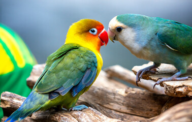 Two lovebird (Agapornis roseicollis) also known as rosy collared or peach faced lovebird. Two colorful parrots male and female are together