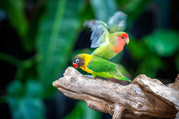 Two lovebird (Agapornis roseicollis) also known as rosy collared or peach faced lovebird. Two colorful parrots male and female are together
