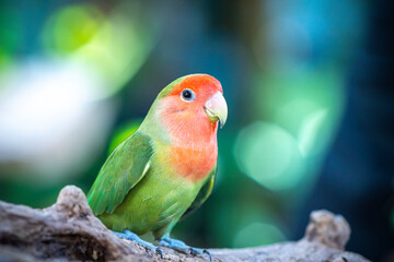 Handsome Young happy male Cute lovebird parrot, pet african parrot, caring for animals. Funny parrots. Home pet parrot. The best birds. Beautiful photo of a bird. Ornithology
