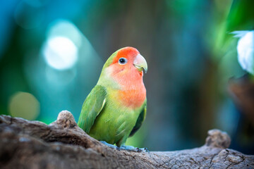 Handsome Young happy male Cute lovebird parrot, pet african parrot, caring for animals. Funny parrots. Home pet parrot. The best birds. Beautiful photo of a bird. Ornithology