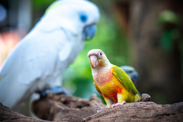 Portrait colorful pretty pineapple conure parrot bird. This is a bird that is domesticated and raised in the home as a friend