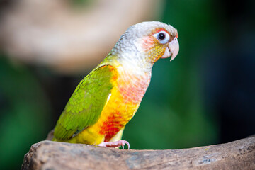 Portrait colorful pretty pineapple conure parrot bird. This is a bird that is domesticated and raised in the home as a friend