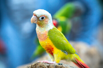 Portrait colorful pretty pineapple conure parrot bird. This is a bird that is domesticated and raised in the home as a friend